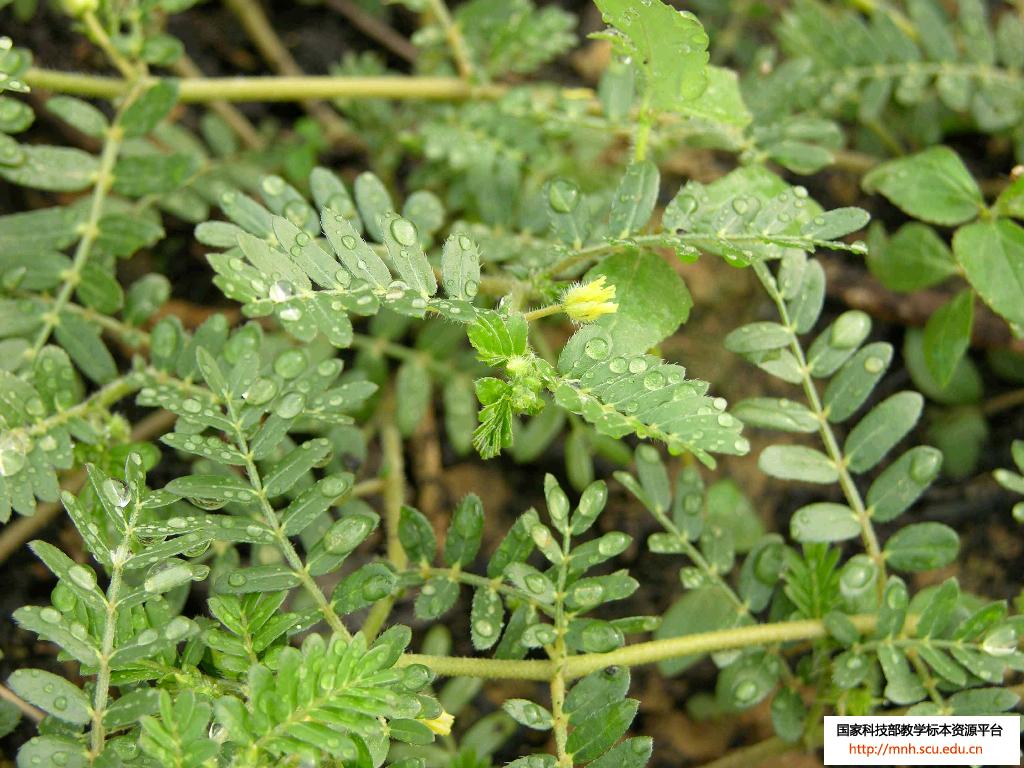 Herb Plants Pictures and Names